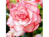 Бегония Bouton de Rose 2 шт Бегония Bouton de Rose 2 шт