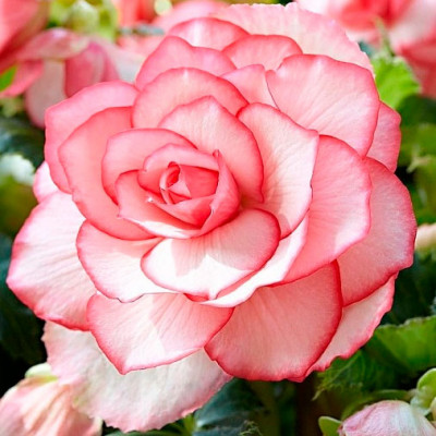 Бегония Bouton de Rose 2 шт