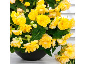 Бегония Cascade Odorosa Yellow Flame 2 шт