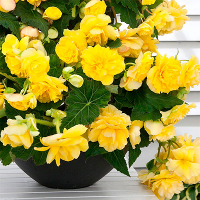 Бегония Cascade Odorosa Yellow Flame 2 шт
