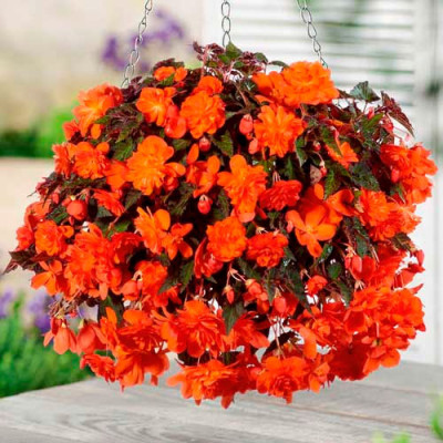 Бегония ампельная Pendula Cascade orange 2 шт