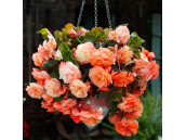 Бегония ампельная Pendula Cascade pastel 2 шт