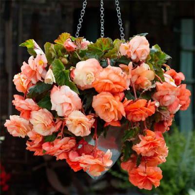 Бегония ампельная Pendula Cascade pastel 2 шт