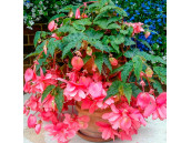 Бегония ампельная Pendula Cascade pink 2 шт
