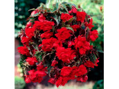 Бегония ампельная Pendula Cascade scarlet 2 шт Бегония ампельная Pendula Cascade scarlet 2 шт