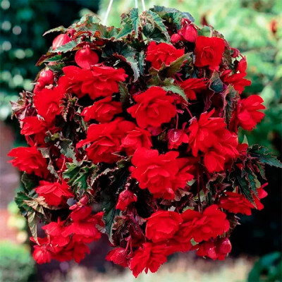Бегония ампельная Pendula Cascade scarlet 2 шт