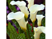 Калла Albomaculata  (Албомакулата)