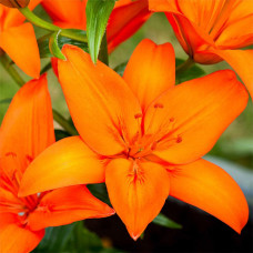 Лилия Orange County (Оранж Кантри) 2 шт 