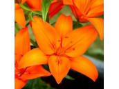 Лилия азиатский гибрид Orange Ton 2 шт
