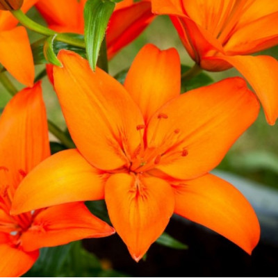 Лилия азиатский гибрид Orange Ton 2 шт