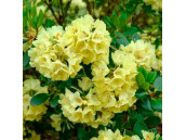 Рододендрон Goldkrone (Голдкрон) Рододендрон Goldkrone (Голдкрон)