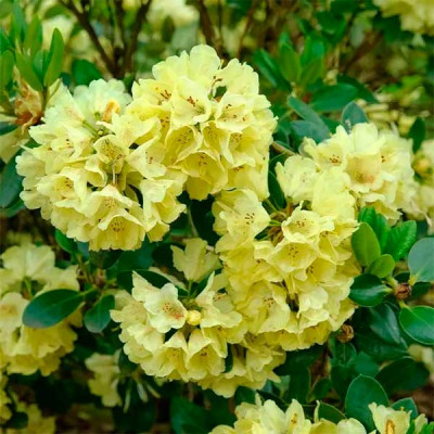 Рододендрон Goldkrone (Голдкрон)