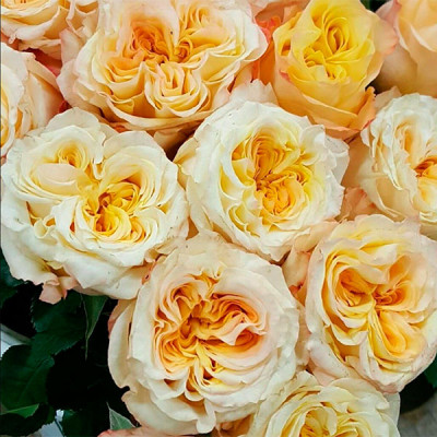 Розы Премиум Класса Wedding X-Pression (Веддинг Экспрессион)