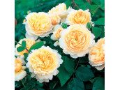 Роза Английская Crocus Rose (Крокус Роуз)