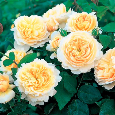 Роза Английская Crocus Rose (Крокус Роуз)