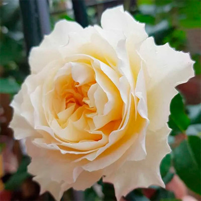 Роза Английская Eugenie (Евгения)
