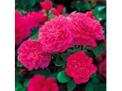 Роза Английская Sophy’s Rose (Софи Роуз)