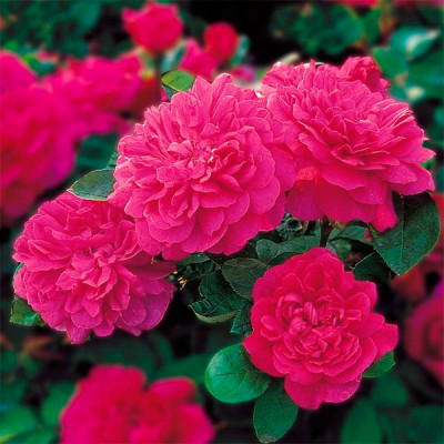 Роза Английская Sophy’s Rose (Софи Роуз)