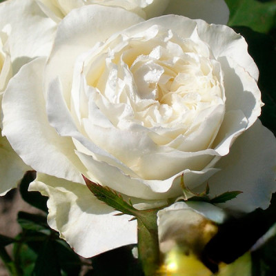 Роза Японская Shizuku (Сидзуку)