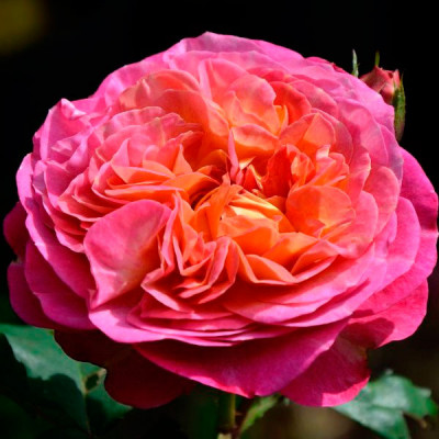 Роза Шраб Centenaire De L'haÿ-Les-Roses (Сантенер Де Л`Ей-Ле)