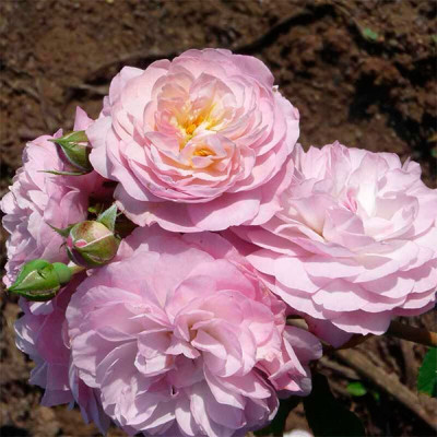 Роза Шраб Florence Delattre (Флоранс Делатр) 