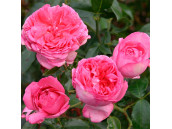 Роза Шраб La Rose De Molinard (Ля Роз Дэ Молинар)