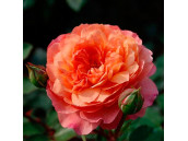 Роза Шраб Rose De Gerberoy (Роз Де Жерберуа)