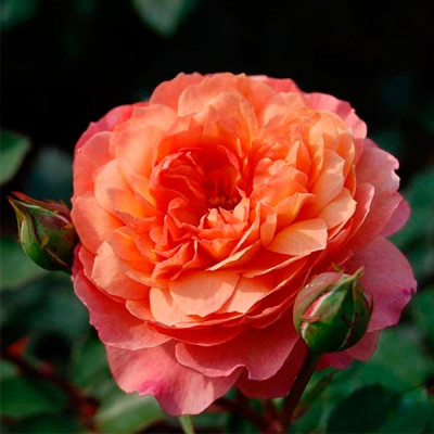 Роза Шраб Rose De Gerberoy (Роз Де Жерберуа)
